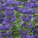 Caryopteris  x clandonensis 'Grand Bleu'®  - Sötétkék virágú kékszakáll