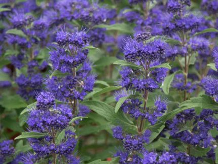 Caryopteris  x clandonensis 'Grand Bleu'®  - Sötétkék virágú kékszakáll