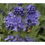 Caryopteris x clandonensis 'Heavenly Blue' - Keskenylevelű kékszakáll