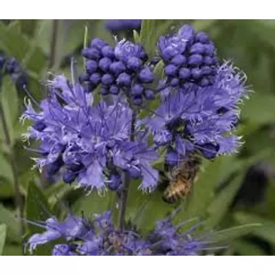 Caryopteris x clandonensis 'Heavenly Blue' - Keskenylevelű kékszakáll
