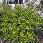 Caryopteris x clandonensis  'Hint of Gold'® - Sárgás levelű kékszakáll