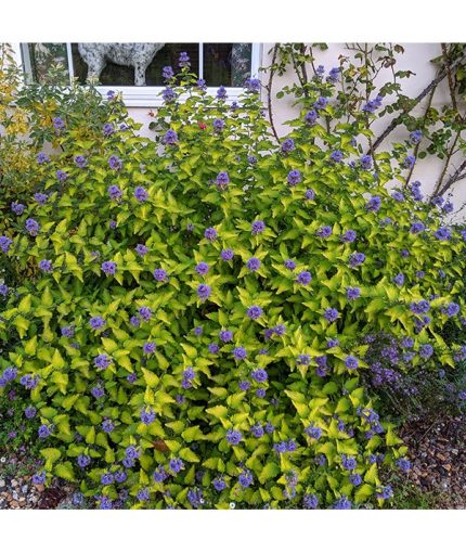 Caryopteris x clandonensis  'Hint of Gold'® - Sárgás levelű kékszakáll