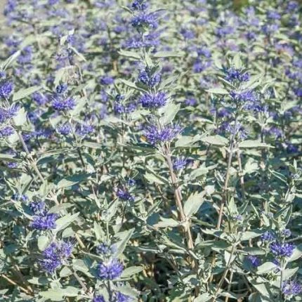 Caryopteris clandonensis 'Sterling Silver' - Ezüstös levelű kékszakáll