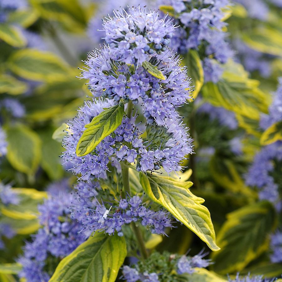 Caryopteris_clandonensis_Summer_Sorbet_Sargatarka_levelu_kekszakall Caryopteris x clandonensis 'Summer Sorbet' ® - Sárgatarka levelű kékszakáll