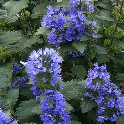 Caryopteris incana 'Cary' - Sötétkék virágú kínai kékszakáll