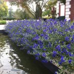Caryopteris x clandonensis 'Blauer Spatz'® -