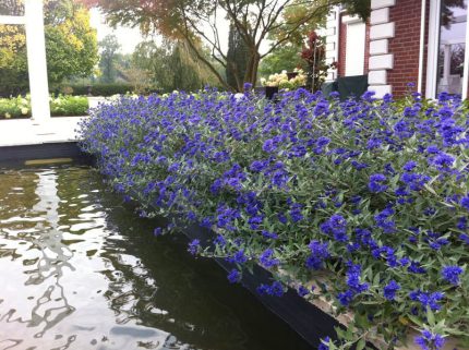 Caryopteris x clandonensis 'Blauer Spatz'® -