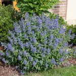 Caryopteris x clandonensis 'Blue Balloon'® -