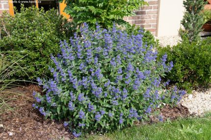 Caryopteris x clandonensis 'Blue Balloon'® -