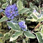 Caryopteris x clandonensis 'White Surprise'® - Fehértarka levelű kékszakáll