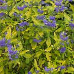 Caryopteris x clandonensis 'Worchester Gold' - Sárgás levelű kékszakáll