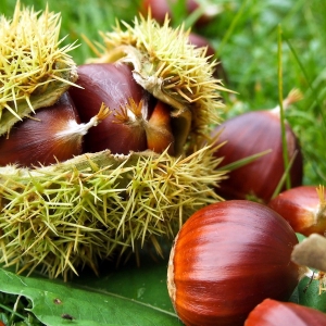 Castanea_sativa_x_mollisima_Bouche_de_Betizac Castanea sativa x mollisima Bouche de Betizac