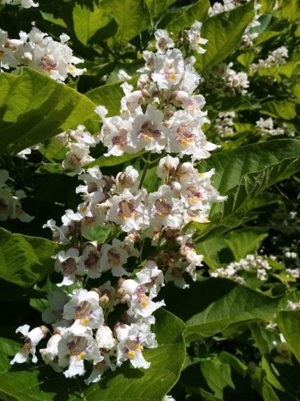 Catalpa bignonioides - Szívlevelű szivarfa