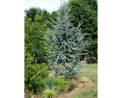 Cedrus atlantica - Atlasz cédrus