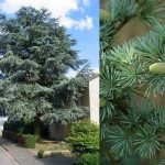 Cedrus atlantica 'Glauca' - Kék atlasz cédrus