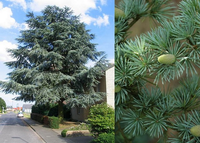 Cedrus_atlantica_Glauca_-_Kek_atlasz_cedrus Cedrus atlantica 'Glauca' - Kék atlasz cédrus