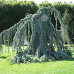 Cedrus atlantica 'Glauca Pendula' - Kék