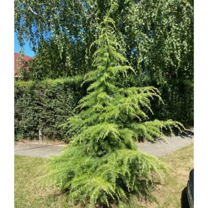 Cedrus deodara - Himalájai cédrus