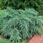 Cedrus deodara 'Feeling Blue' -