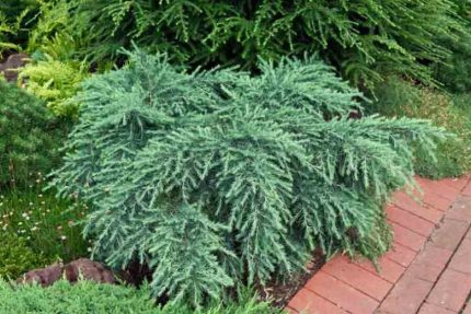 Cedrus deodara 'Feeling Blue' -