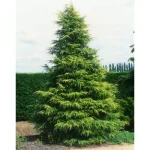 Cedrus deodara 'Kelly Gold' - Aranyló himalájai cédrus