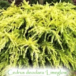 Cedrus deodara 'Lime Glow' -