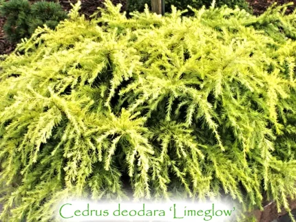 Cedrus deodara 'Lime Glow' -