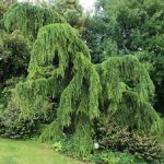 Cedrus deodara 'Pendula' - Csüngő himalájai cédrus