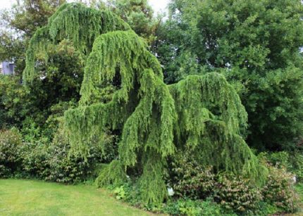 Cedrus deodara 'Pendula' - Csüngő himalájai cédrus