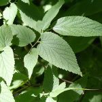 Celtis occidentalis - Nyugati ostorfa