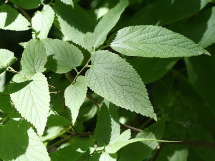 Celtis occidentalis - Nyugati ostorfa