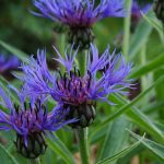 Centaurea montana (Hegyi imola)