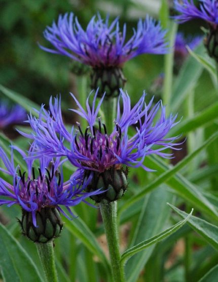 Centaurea montana (Hegyi imola)