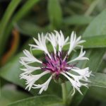 Centaurea montana 'Purple Heart' (Hegyi imola)