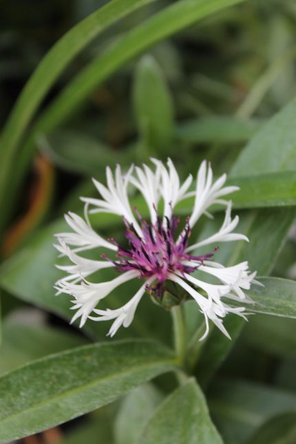 Centaurea montana 'Purple Heart' (Hegyi imola)