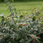 Cephalanthus occidentalis 'Sugar Shack'® -