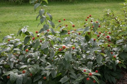 Cephalanthus occidentalis 'Sugar Shack'® -