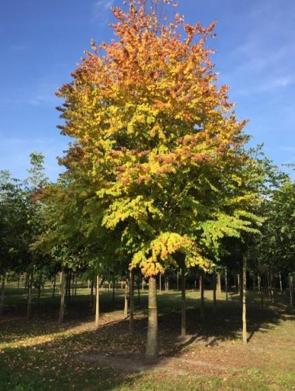 Cercidiphyllum japonicum - Kacsurafa