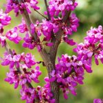 Cercis siliquastrum - Közönséges júdásfa
