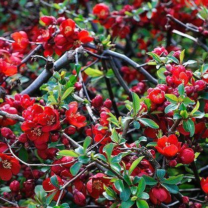 Chaenomeles speciosa 'Hot Fire' - Piros virágú japánbirs