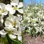 Chaenomeles speciosa 'Nivalis' - Fehér virágú japánbirs