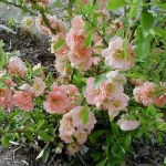 Chaenomeles x superba 'Cameo' - Barackszinű japán birs