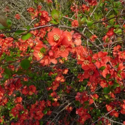 Chaenomeles x superba 'Crimson and Gold' -