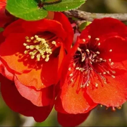 Chaenomeles x superba 'Elly Mossel' -