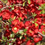 Chaenomeles x superba 'Fire Dance' - Tűzvörös virágú japánbirs