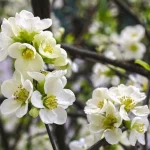 Chaenomeles x superba 'Jet Trail' -