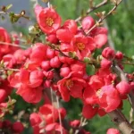 Chaenomeles x superba 'Red Trail' -