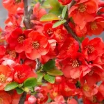 Chaenomeles x superba 'Texas Scarlet' -