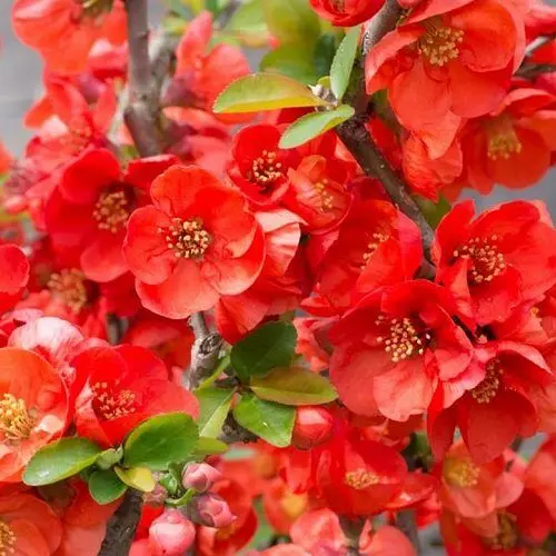 Chaenomeles_x_superba_Texas_Scarlet_-_ Chaenomeles x superba 'Texas Scarlet' -