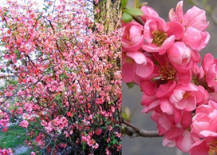 Chaenomeles x supreba 'Pink Trail' -